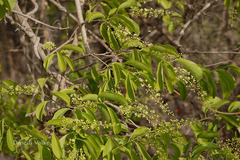 Celastrus paniculatus